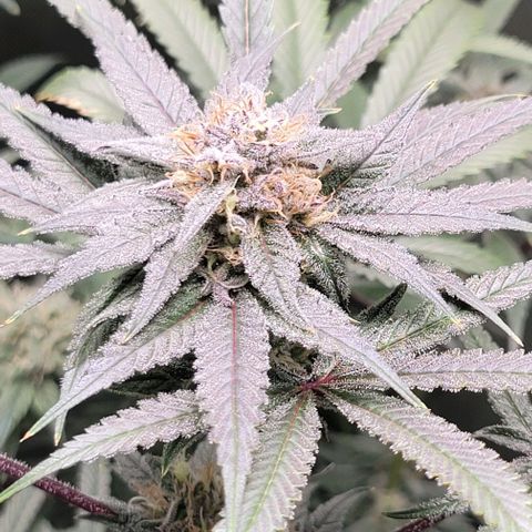 Blueberry Muffin #1 growlog timeline photo
