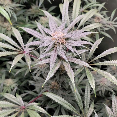Blueberry Muffin #1 growlog timeline photo