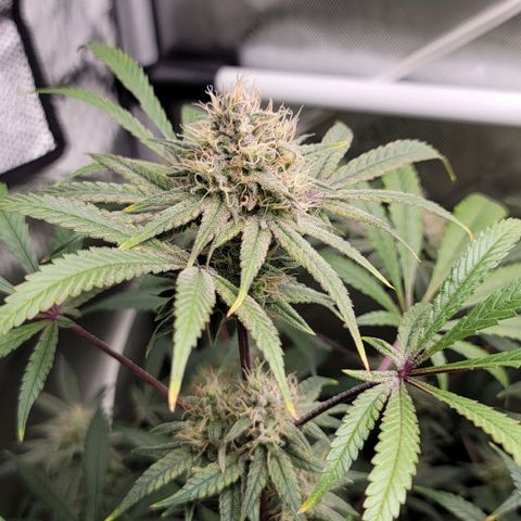 Blueberry Muffin #1 growlog timeline photo