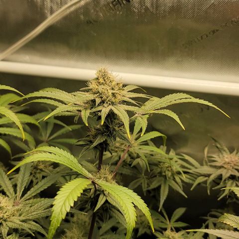 Blueberry Muffin #1 growlog timeline photo