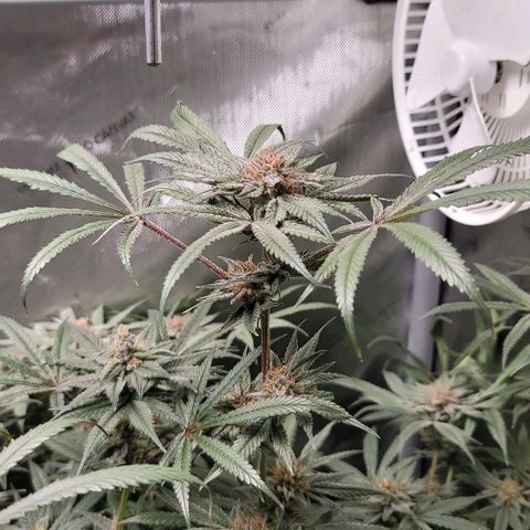 Blueberry Muffin #1 growlog timeline photo
