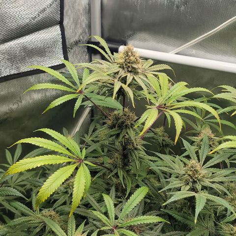 Blueberry Muffin #1 growlog timeline photo