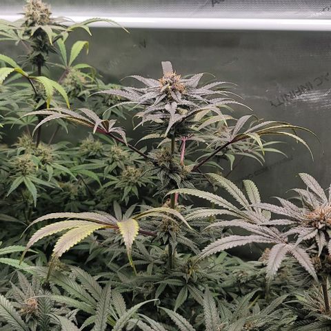 Blueberry Muffin #1 growlog timeline photo