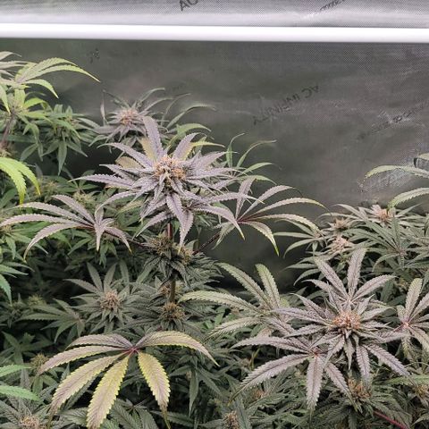 Blueberry Muffin #1 growlog timeline photo