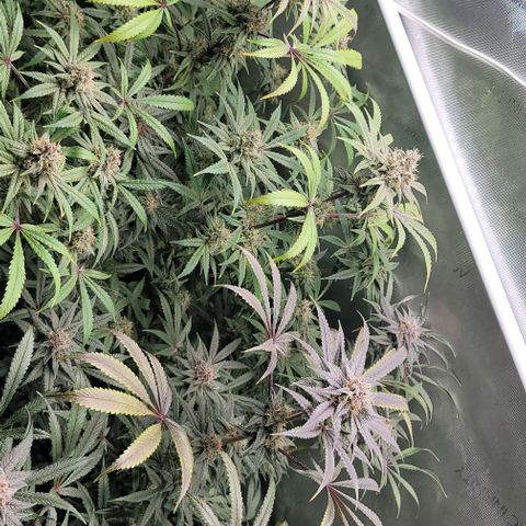 Blueberry Muffin #1 growlog timeline photo