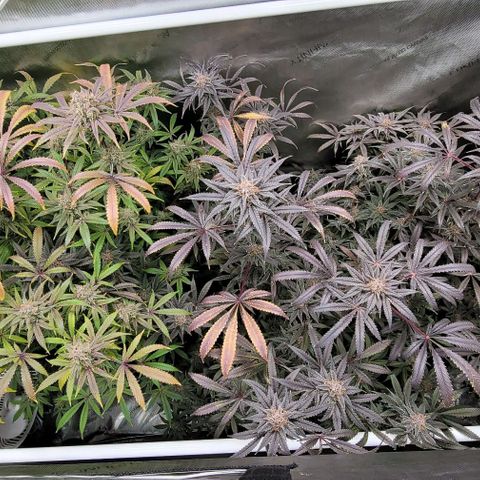 Blueberry Muffin #1 growlog timeline photo