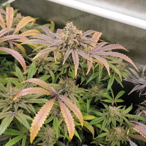 Blueberry Muffin #1 growlog timeline photo