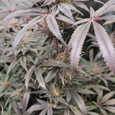 Blueberry Muffin #1 growlog timeline photo