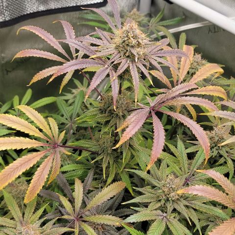 Blueberry Muffin #1 growlog timeline photo