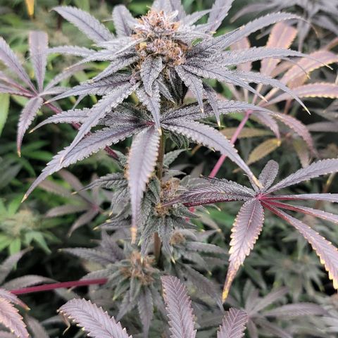 Blueberry Muffin #1 growlog timeline photo
