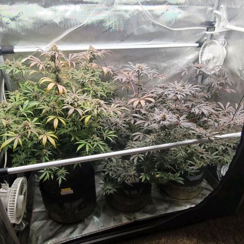 Blueberry Muffin #1 growlog timeline photo