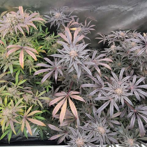 Blueberry Muffin #1 growlog timeline photo