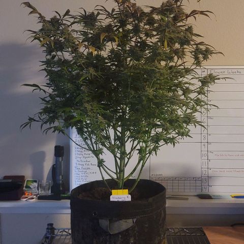 Blueberry Muffin #1 growlog timeline photo