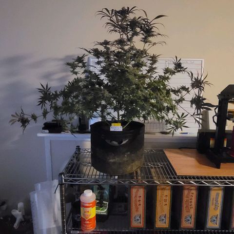 Blueberry Muffin #1 growlog timeline photo