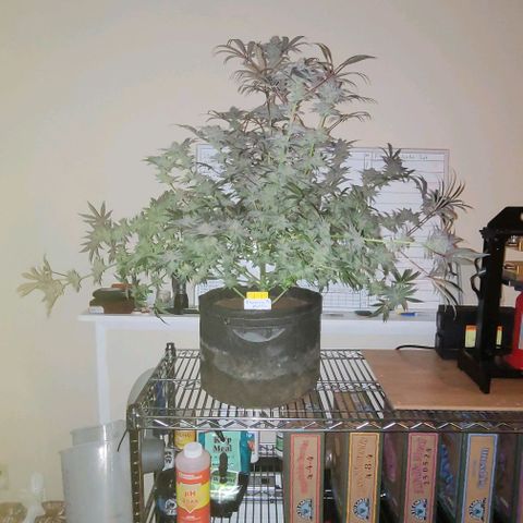 Blueberry Muffin #1 growlog timeline photo