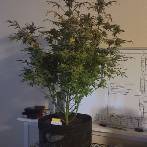 Blueberry Muffin #1 growlog timeline photo