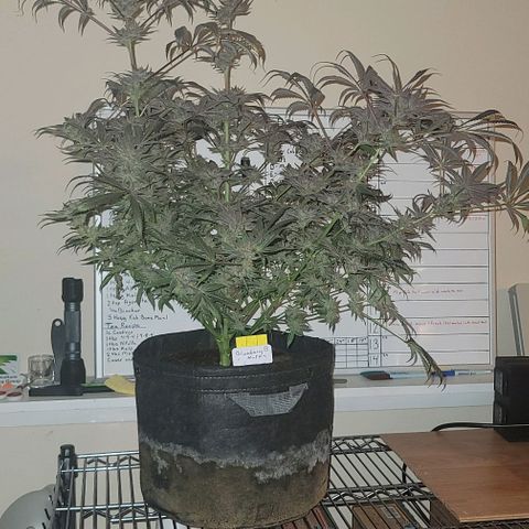 Blueberry Muffin #1 growlog timeline photo