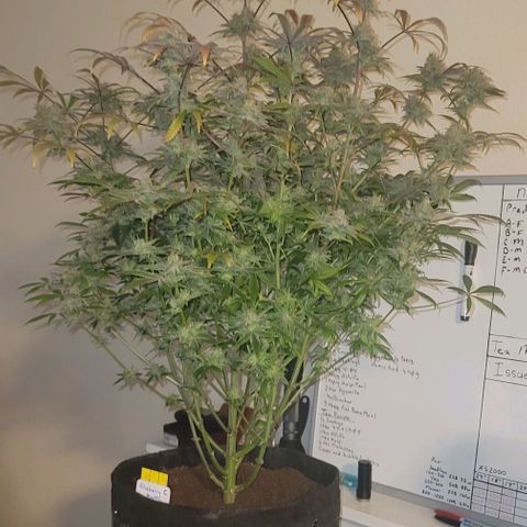 Blueberry Muffin #1 growlog timeline photo