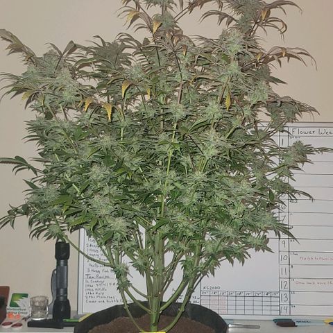 Blueberry Muffin #1 growlog timeline photo