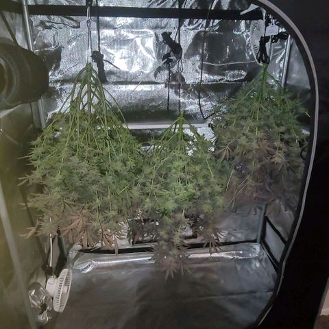 Blueberry Muffin #1 growlog timeline photo