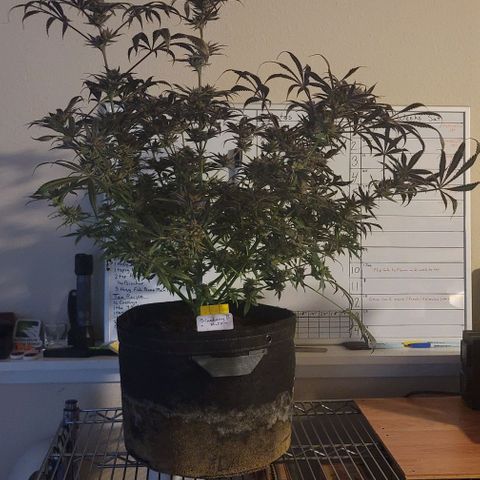 Blueberry Muffin #1 growlog timeline photo