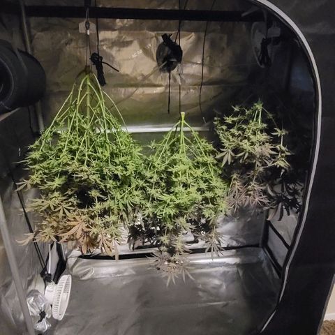 Blueberry Muffin #1 growlog timeline photo