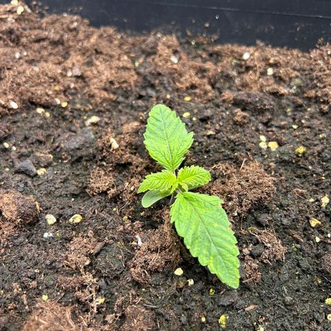 Unbekannte Sorte growlog timeline photo