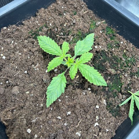 Unbekannte Sorte growlog timeline photo