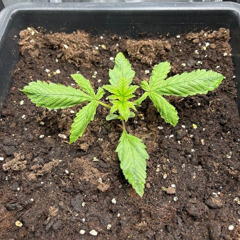 Unbekannte Sorte growlog timeline photo