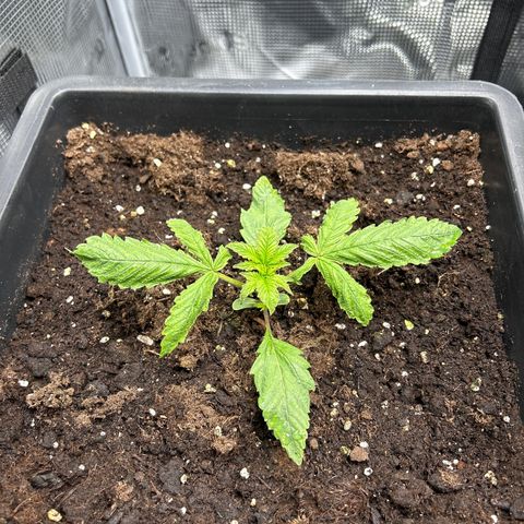 Unbekannte Sorte growlog timeline photo