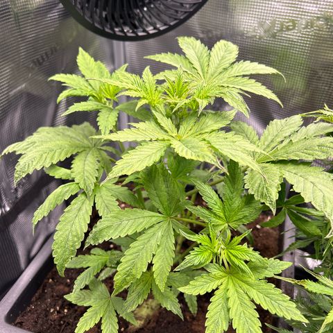 Unbekannte Sorte growlog timeline photo