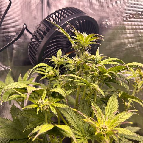 Unbekannte Sorte growlog timeline photo