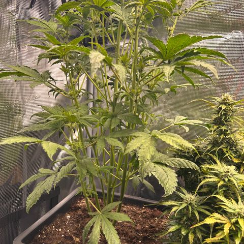Unbekannte Sorte growlog timeline photo