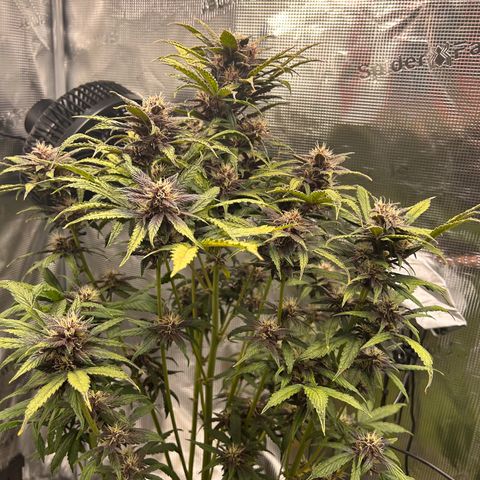 Unbekannte Sorte growlog timeline photo