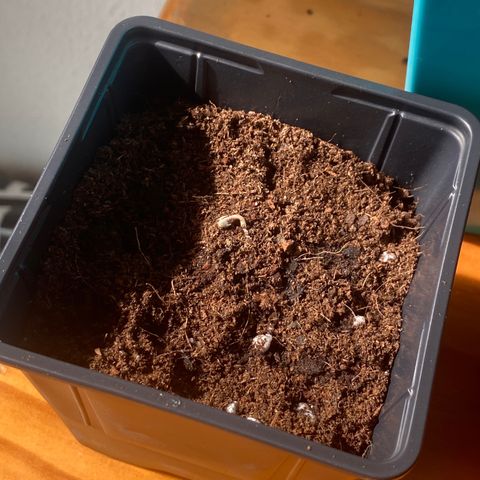 Kushpi🥱💤 growlog photo: Sustrato light 3 tapones de agua con poco sol y dentro :) 