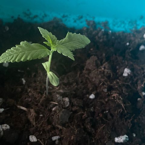 Kushpi🥱💤 growlog timeline photo