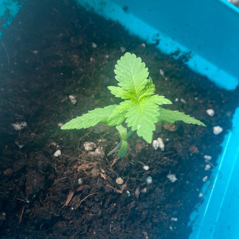 Kushpi🥱💤 growlog timeline photo