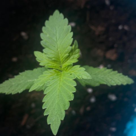 Kushpi🥱💤 growlog timeline photo