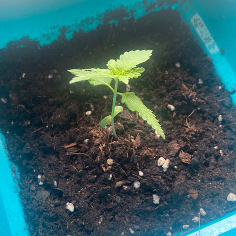 Kushpi🥱💤 growlog timeline photo