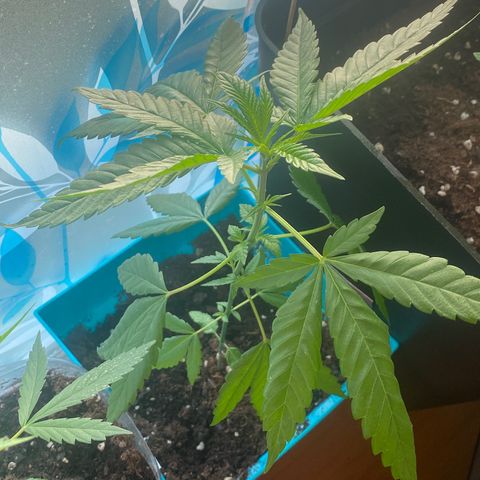 Kushpi🥱💤 growlog timeline photo