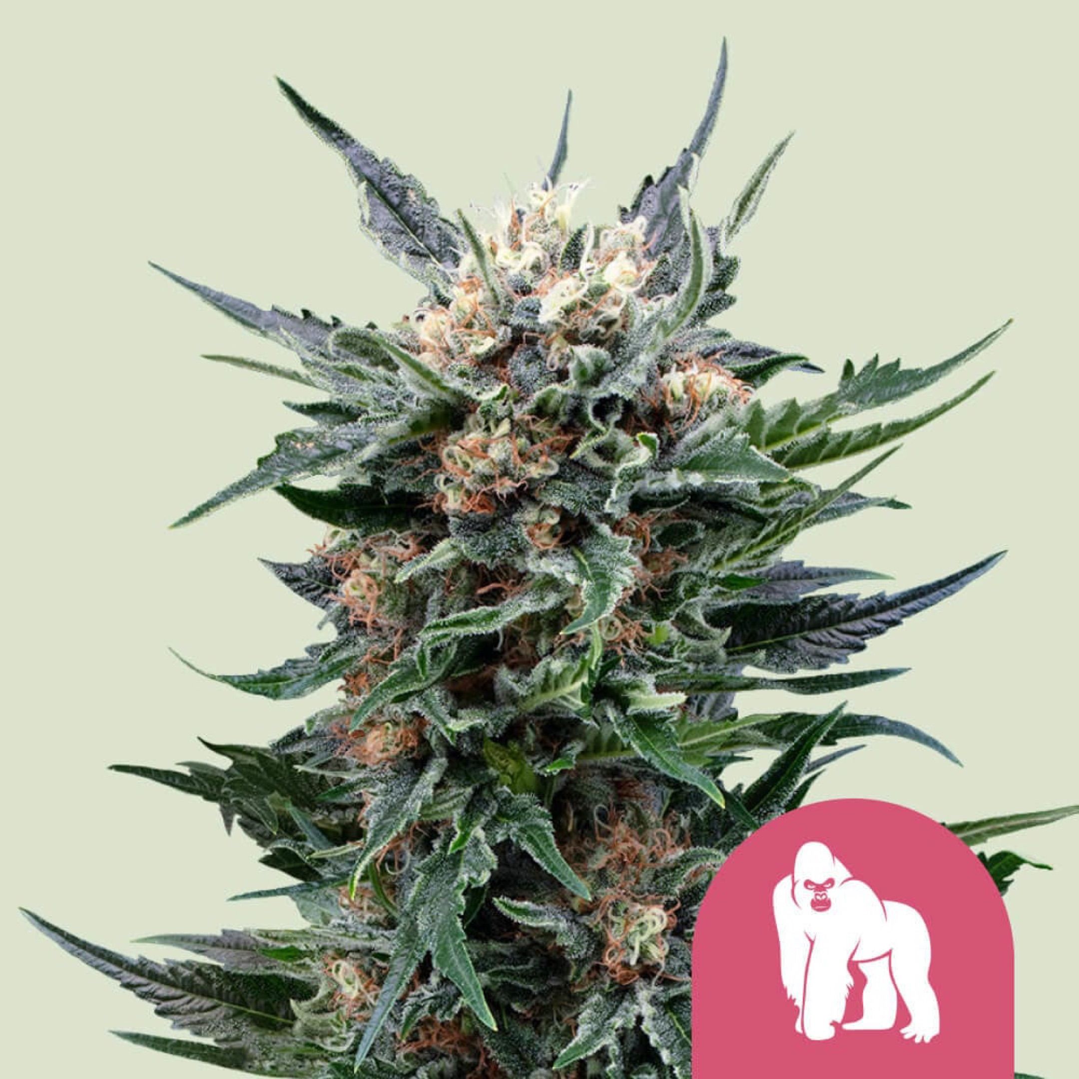 Royal Gorilla growlog header