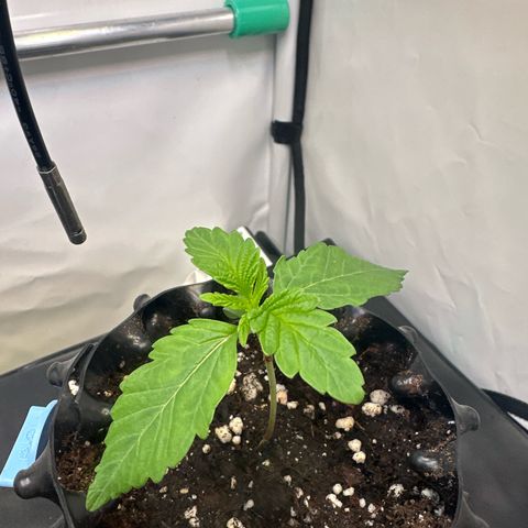 Royal Gorilla growlog photo