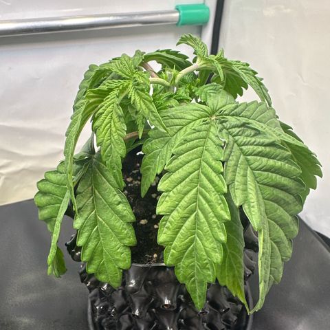 Royal Gorilla growlog photo