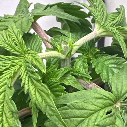 Royal Gorilla growlog photo