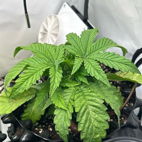 Royal Gorilla growlog photo