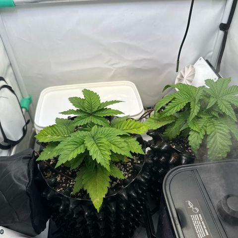 Royal Gorilla growlog photo