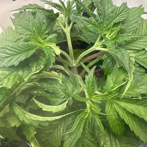 Royal Gorilla growlog timeline photo