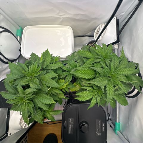 Royal Gorilla growlog timeline photo