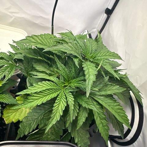 Royal Gorilla growlog timeline photo