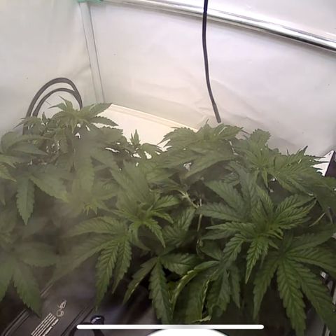 Royal Gorilla growlog timeline photo